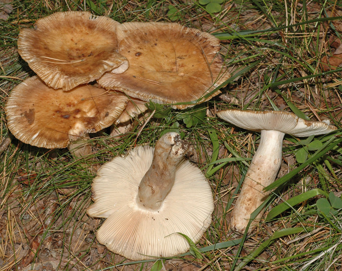 Russula illota