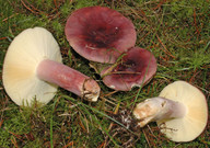 Russula sardonia