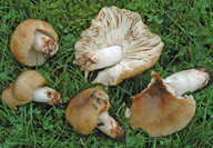 Russula pectinata