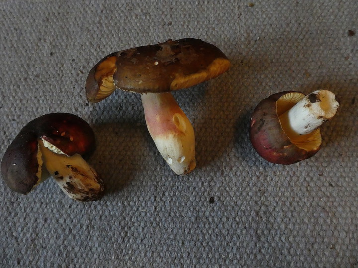 Russula olivacea