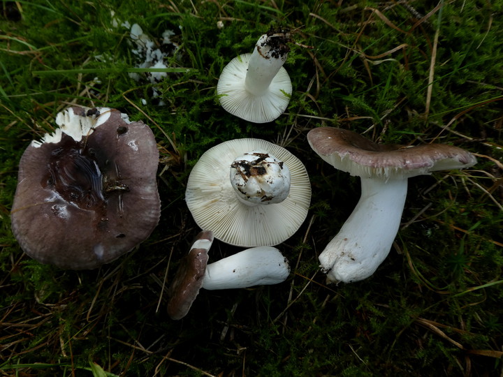 Russula azurea