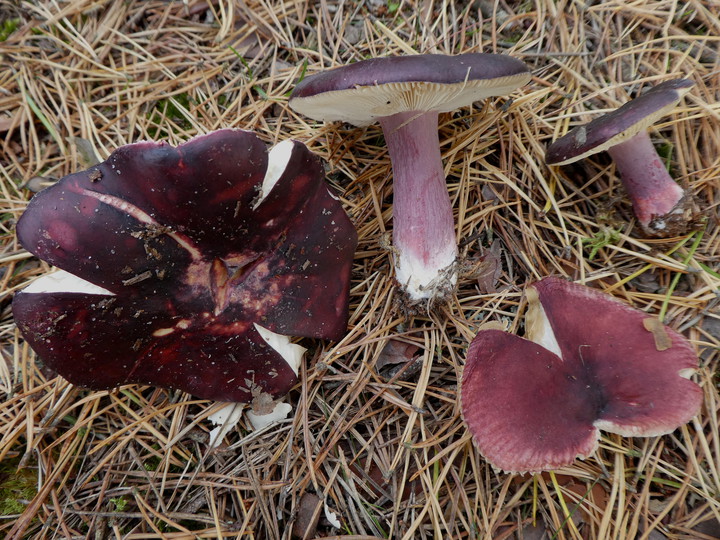 Russula torulosa