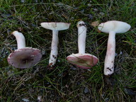 Russula gracillima