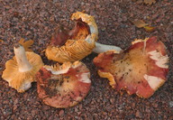 Russula intermedia