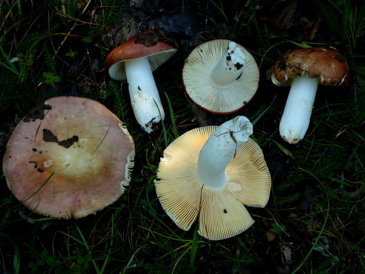 Russula intermedia