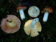 Russula intermedia