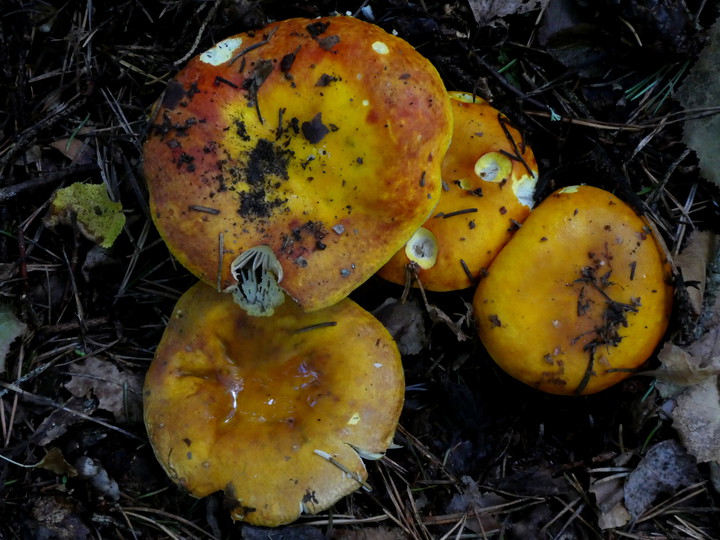 Russula aurea