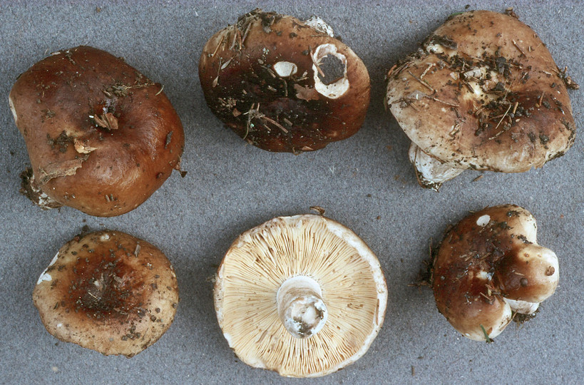 Russula acrifolia