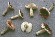 Russula alnetorum