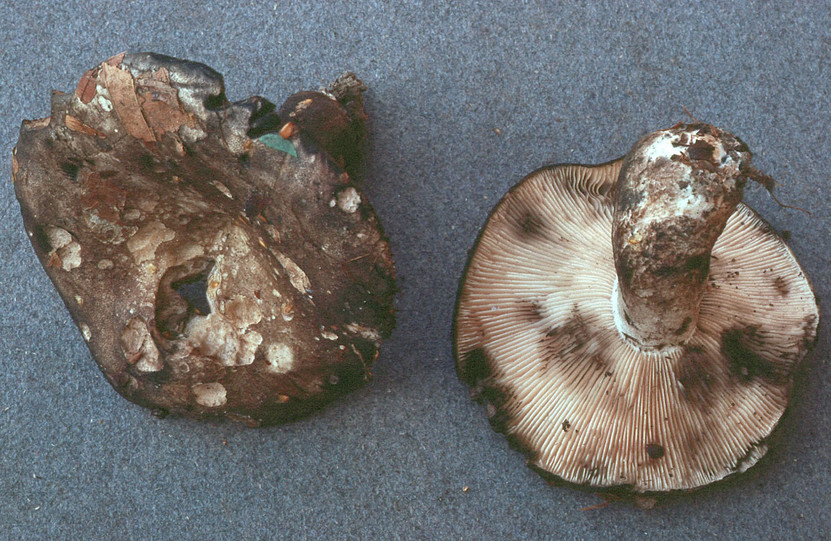 Russula anthracina