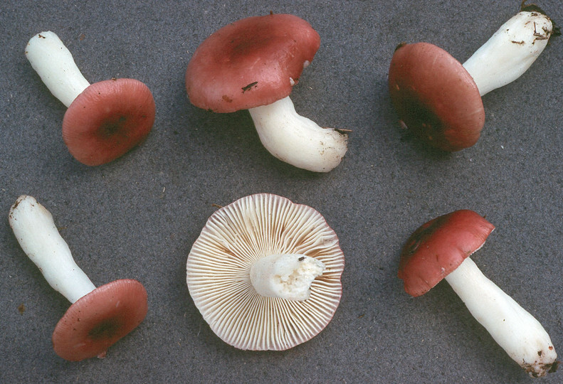 Russula aquosa