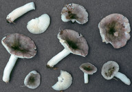 Russula pelargonia