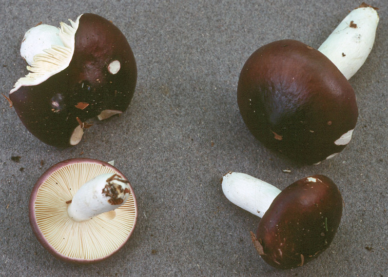 Russula coerulea