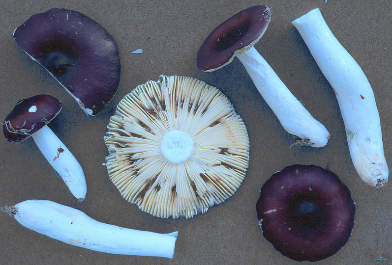 Russula coerulea