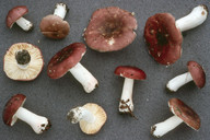 Russula cessans