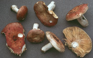 Russula cinnamomicolor