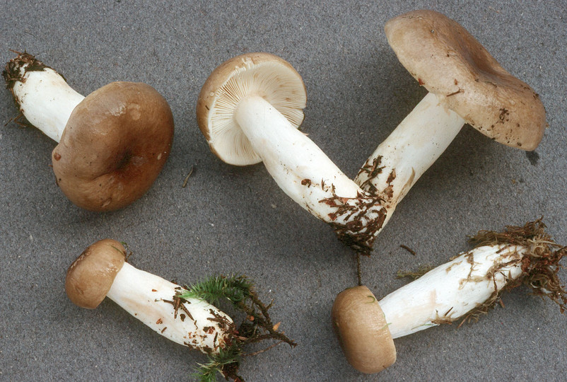 Russula consobrina