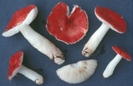 Russula emetica