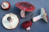 Russula xerampelina s. str.