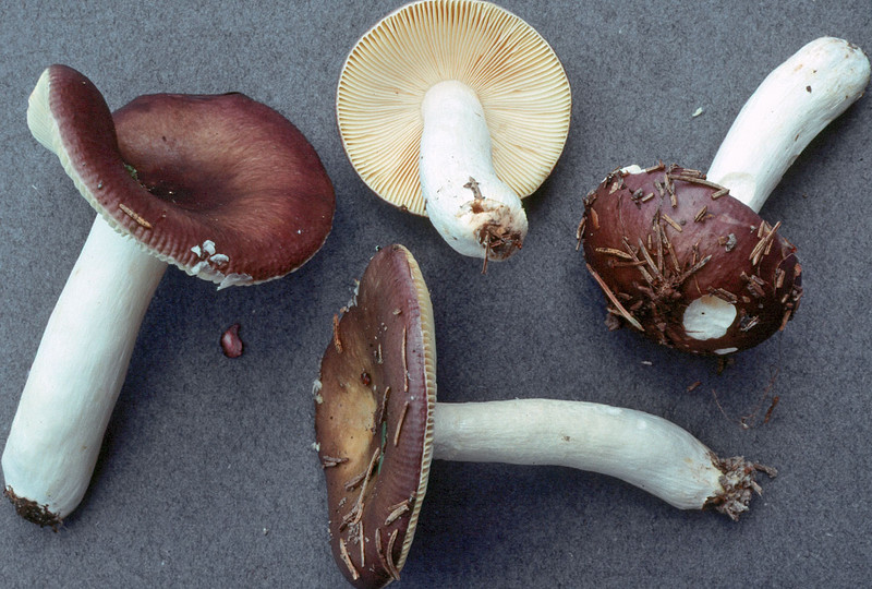 Russula firmula