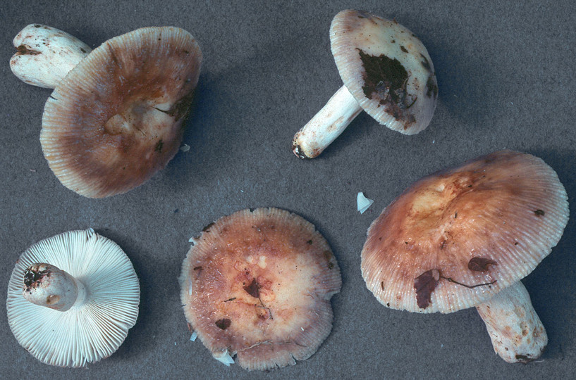 Russula illota