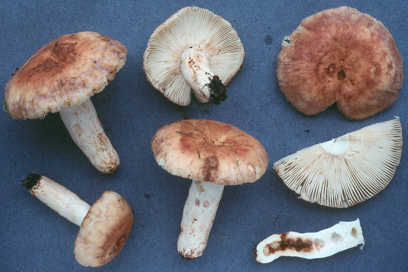 Russula illota