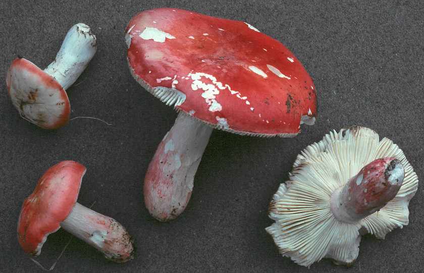 Russula lepida