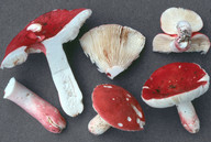 Russula lepida