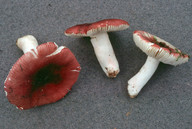 Russula lilacea