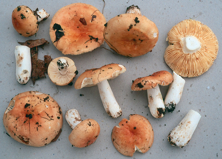 Russula maculata