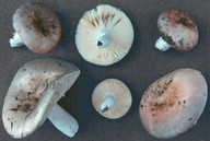 Russula medullata