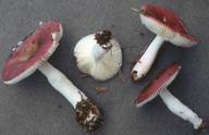 Russula nitida