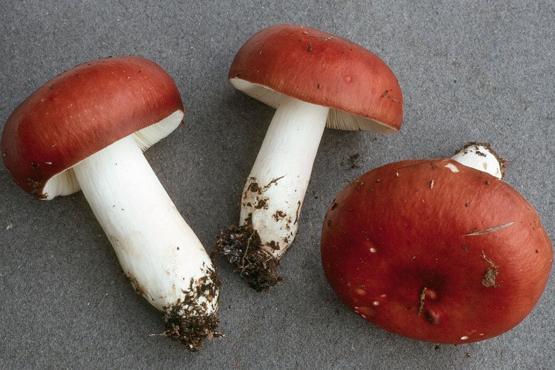 Russula paludosa