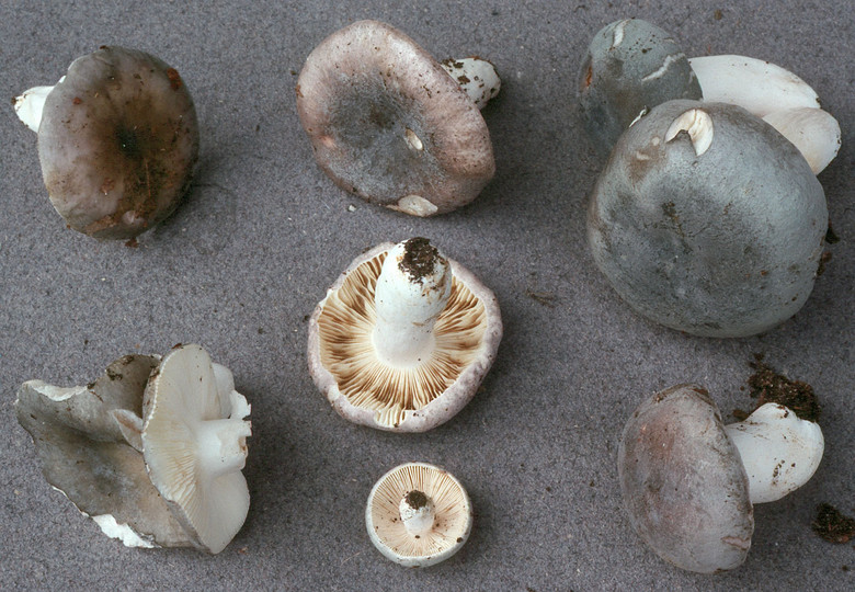 Russula parazurea