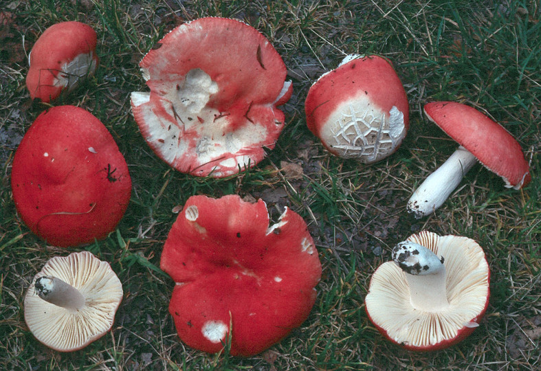 Russula pseudointegra