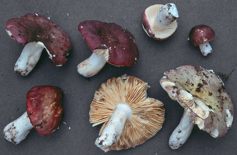 Russula romellii