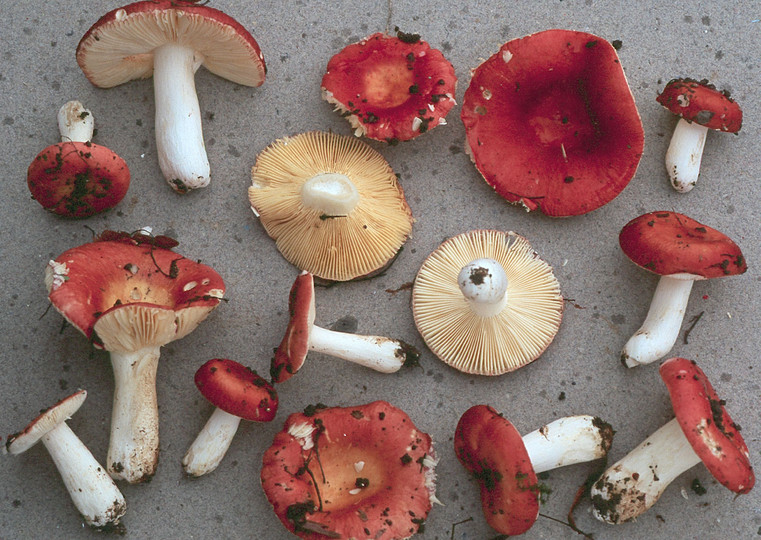 Russula rutila