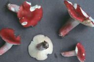 Russula sanguinea