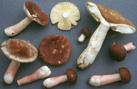 Russula taigarum