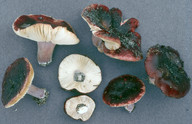 Russula torulosa