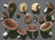 Russula turci