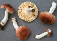 Russula turci