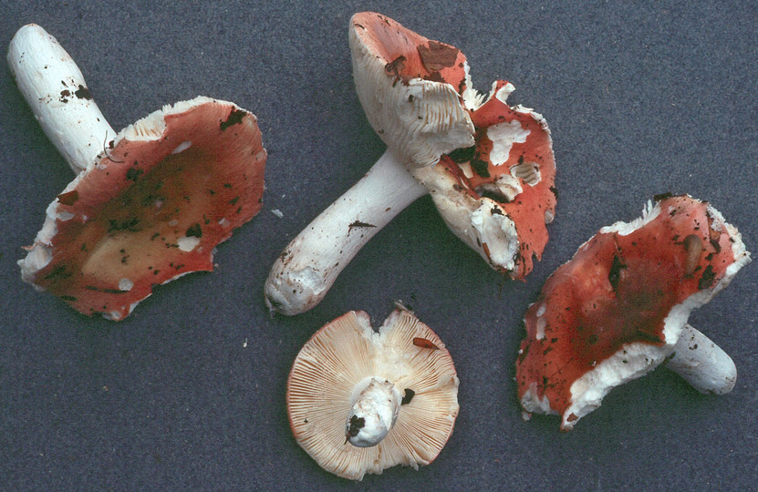 Russula velutipes