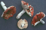 Russula velutipes