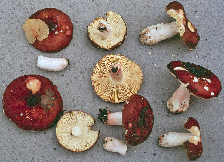 Russula vinosobrunnea