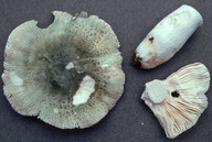 Russula virescens