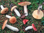 Russula roseipes