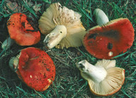 Russula aurea