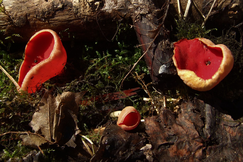 Sarcoscypha austriaca