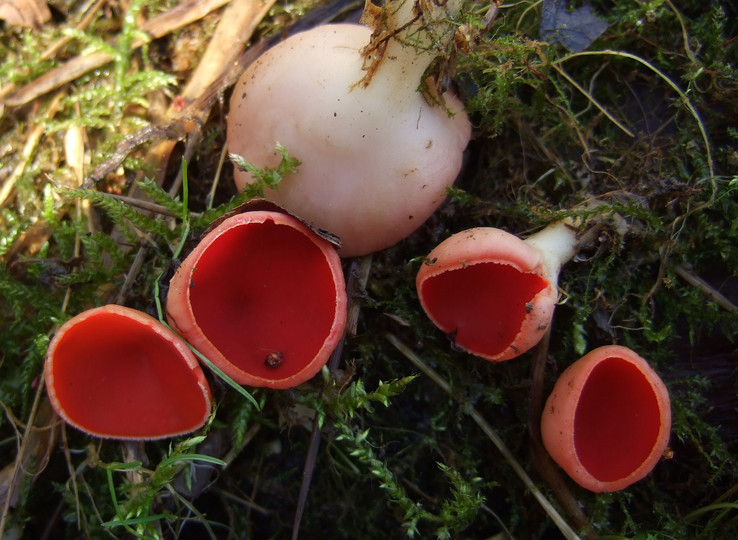 Sarcoscypha austriaca